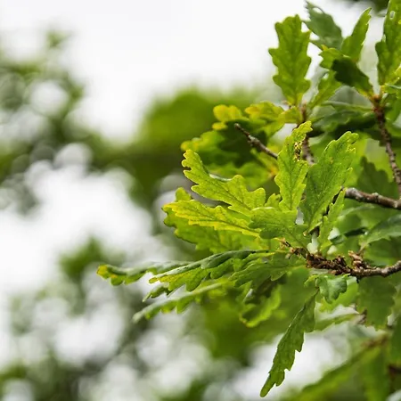 Acorn Wood Glamping *