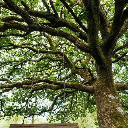 Acorn Wood Glamping *