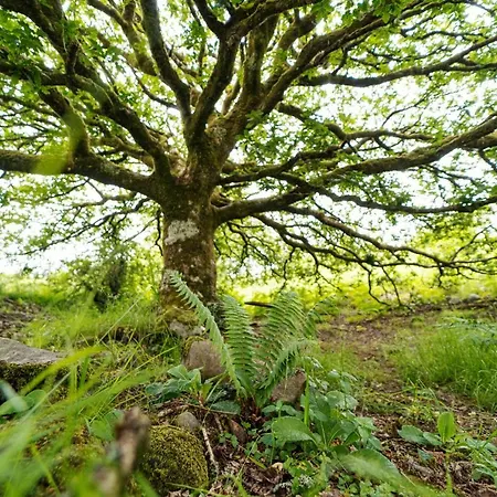 Acorn Wood Glamping * Carrowkennedy